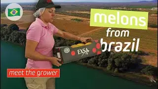 Melons from Brazil | EXSA Europe
