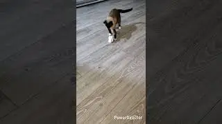 вечерние побегушки #ютуб #cat #рек #asmr #usa #china #japan #edit #shorts #кот #turkey #тренды #топ