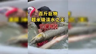淡水之王，百斤超米级鳡鱼，全网最强挑战开启！能成功吗？