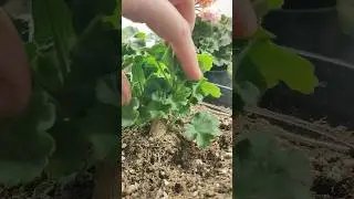 Герань из палки в пышный кустик! #герань