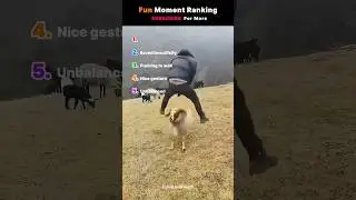 Funny Goat Moments 😂 Ranking the Funny Animal Videos! 🐐 #Shorts #ranking #funnyanimals