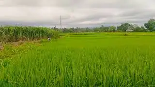 Suasana desa seperti era 80'an
