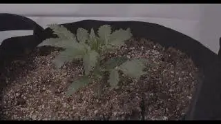 00 Seeds Do Si Dos Cookies Day 12