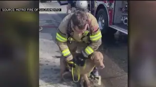 Dog Rescued From House Fire In Orangevale