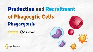 Phagocytosis - Production and Recruitment of Phagocytic Cells