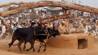 Bull powered flour making mill | Traditional and Antique method | Traditional and old punjab
