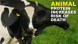Animal protein increases risk of death