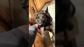 Забавные собаки 🐶 Попробуйте не засмеяться 😜 (У вас ничего не получится!) #Короткометражки Часть 76