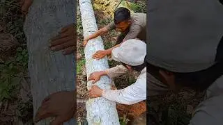 Coconut tree that produces honey #wood#coconut#woodworking