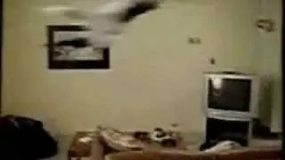 cat jumps on ceiling fan