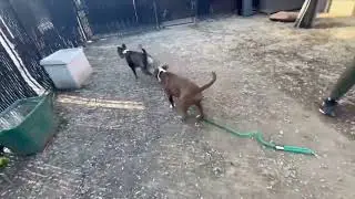 Stitch's drop leash meet with Kel
