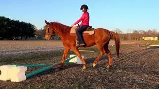 6 easy pole obstacles for horses fitness training
