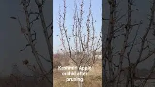 kashmiri Apple orchid after pruning