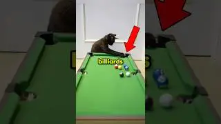 Cats Can Play Billiards. 🤣🎱        #cat #funny #animals #billiards