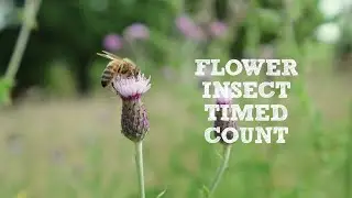 Help to survey for insects - try a 10-minute Flower-Insect Timed Count (FIT count)