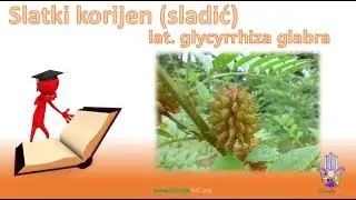 Slatki korijen (sladić, lat. glycyrrhiza glabra, eng. licorice)