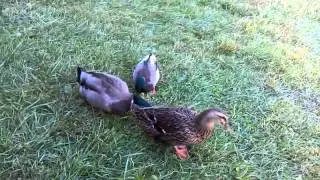Popcorn, Peanut and Crackerjack, our three ducks