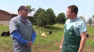 UT Veterinarians Discuss Pregnancy Testing in Cattle