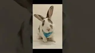 Good vs bad rabbit cages #shorts #rabbitcare