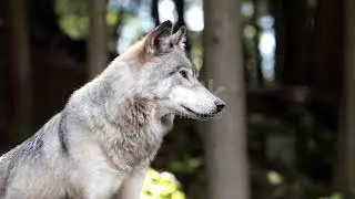 Large grey wolf looking after rivals and danger in the forest. #wildlife