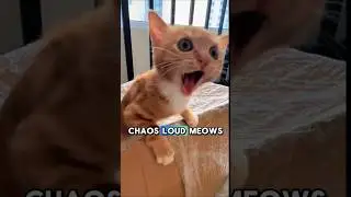 Black Cats vs Orange Cats 😹&hearts;️