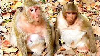 Millions sad! Review this Video, Poor monkey Sweet pea with Mom Popeye before he lost.