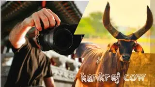 indian Cows | Kids Cow Video With morning Sound | balundra Village life in gujarat#GAY#VILLAGELIFE
