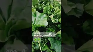 New harvest malva parviflora or they call it mallow leaves. #leafyvegetables and irs benefits.
