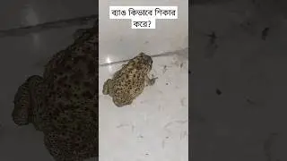 Frog eating snacks #snacks #frog #frogs #snack