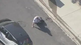 LAPD volunteer recovering after bee attack