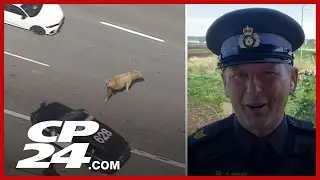 &lsquo;You can&rsquo;t make this stuff up&rsquo; | OPP Sgt. Schmidt on loose cows holding up weekend traffic