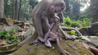 Cool milk.., Marvelous baby Evian monkey drink milk so sweet, Mama Elpida