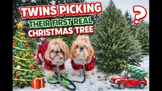 Twins Go Tree Hunting: Snowy Chaos, Zoomies & the Cutest Christmas Tree