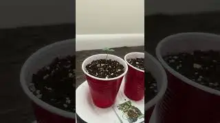메디떨 어드벤처! ㅋㅋㅋ. Oklahoma Medical Marijuana Educational Grow Video.