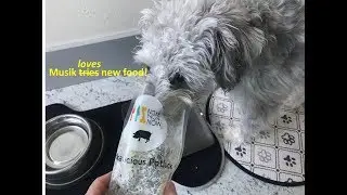 Musik tries Nom Nom Now Fresh Dog Food
