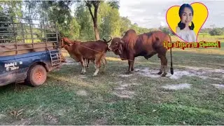 วัวพ่อพันธุ์ลูกกระทบบรามัน