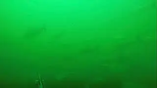 Um mergulho no Velho Chico - Cardumes de Curimat&aacute;. Pesca sub - rio
