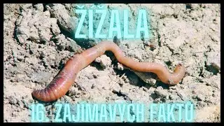 Ž&iacute;žala 16.  Zaj&iacute;mav&yacute;ch faktů / a Earthworm 16. Interesting facts