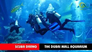 The Dubai Mall Aquarium - Diving