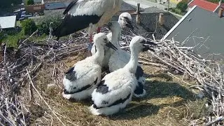 Storks Dad brings lunch food for four chicks | White Storks (Hungary) | Jun 6, 2025