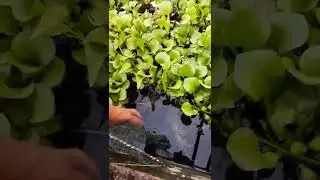 Spot Mancing Santai Di Tengah Kota Denpasar #DewataFishing