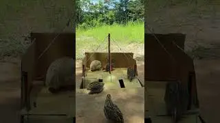 Auto Processing Quail Trapping Using Cardboard Box And Wood #youtubeshorts #ytshorts