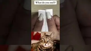 Only genius can see this number💯🧠 #shorts #cat #shortsfeed #bombastic