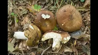 Russula integra