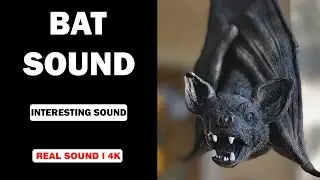 Real Bat Sounds | High Quality | Experience the Interesting Bat Sound! | 4K
