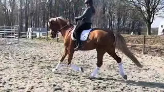 Plushorses Springrose