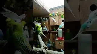 PERIQUITOS AUSTRALIANOS, CRIADERO EL RINC&Oacute;N DEL PROFE