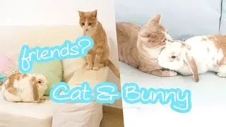 CAT & BUNNY best friends