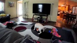 JuJu and the dastardly slow feed bowl