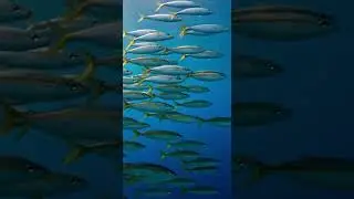full life cycle of a scad Decapterus  #lifecycle #fishing #reeflife #marinelife #fish #sealife